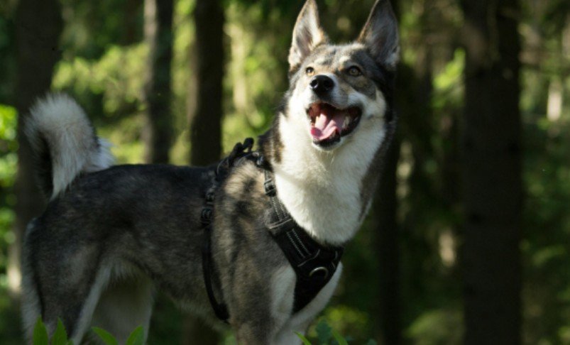 Prey Drive, Dogs, and Other Pets