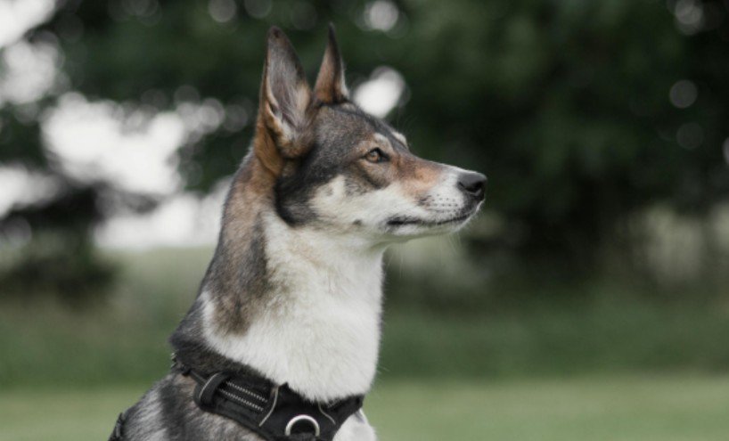 West Siberian Laika Behavior With People