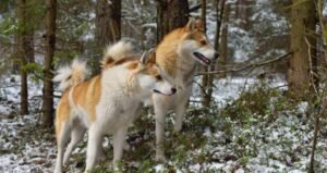 West Siberian Laika Temperament and Personality Guide