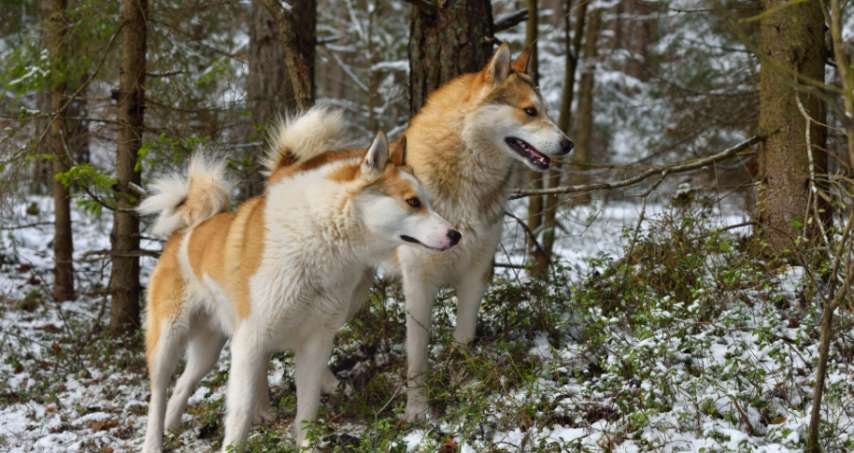 West Siberian Laika Temperament and Personality Guide