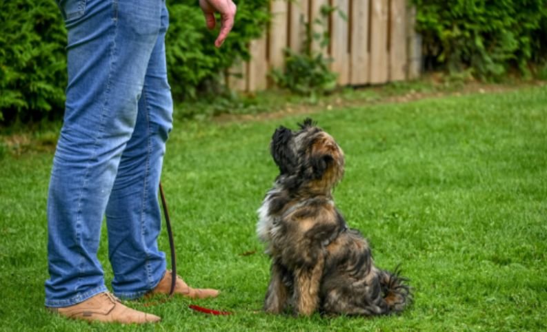 Core Tibetan Terrier Personality Traits