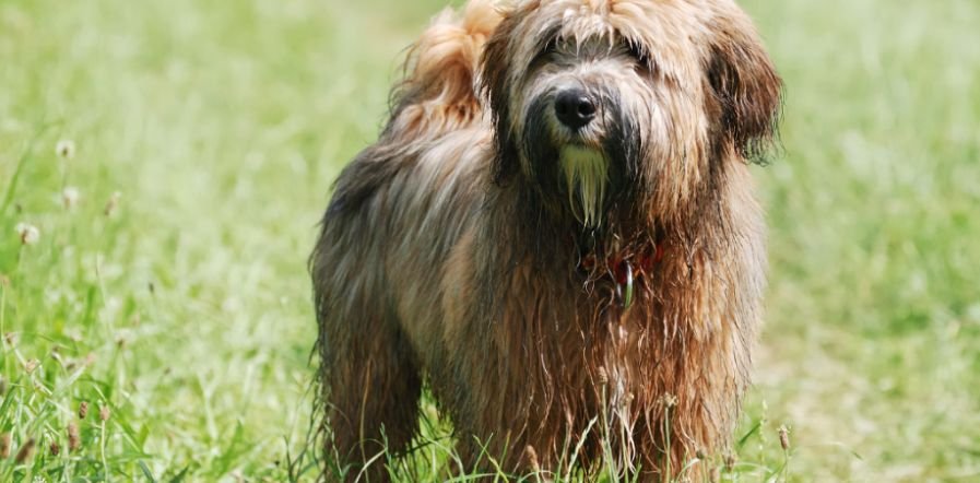 Tibetan Terrier Temperament and Personality Traits