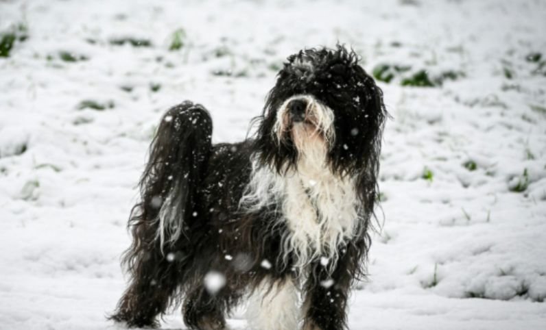 Why Tibetan Terriers Act Unlike True Terriers