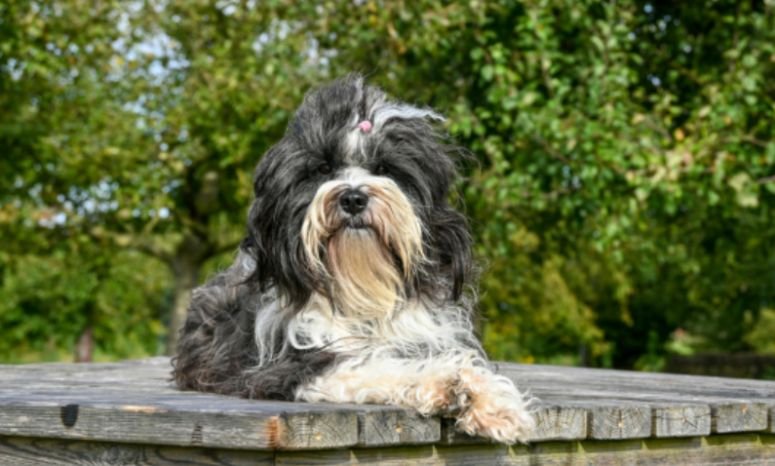Distinctive Tibetan Terrier Physical Characteristics