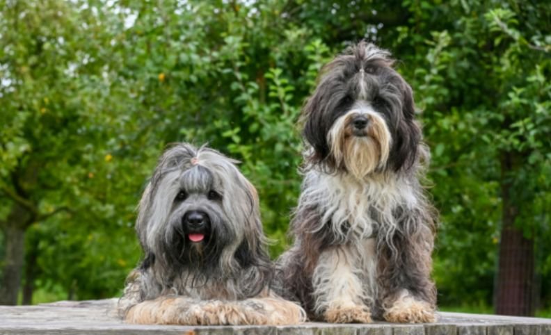 How Big Does a Tibetan Terrier Look at Home?