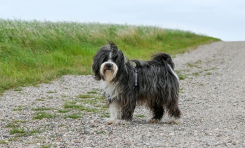 Is the Tibetan Terrier Actually a Terrier?