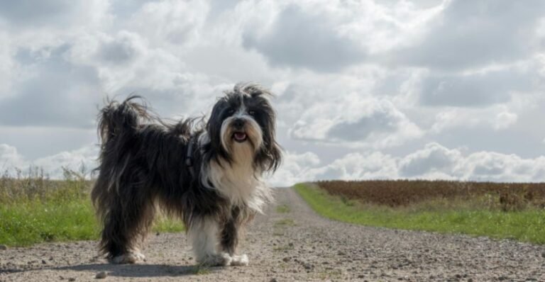 Tibetan Terrier Size and Breed Characteristics Guide