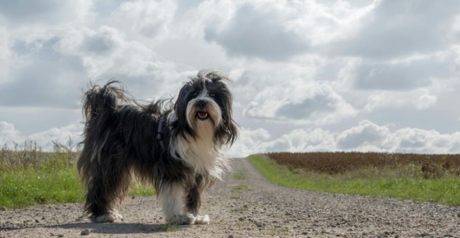 Tibetan Terrier Size and Breed Characteristics Guide