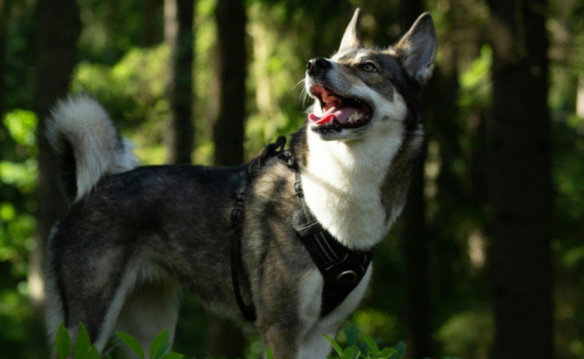 West Siberian Laika Coat Colors and Texture