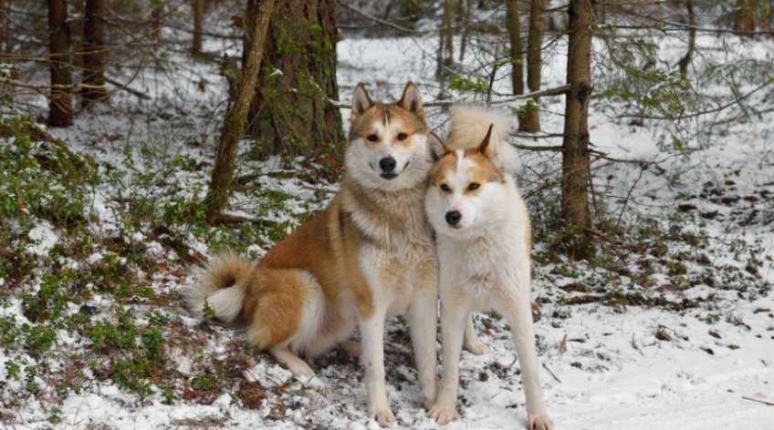 West Siberian Laika Size and Breed Characteristics Guide