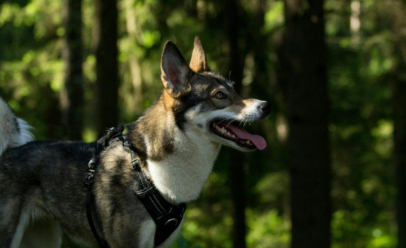 West Siberian Laika Size at a Glance