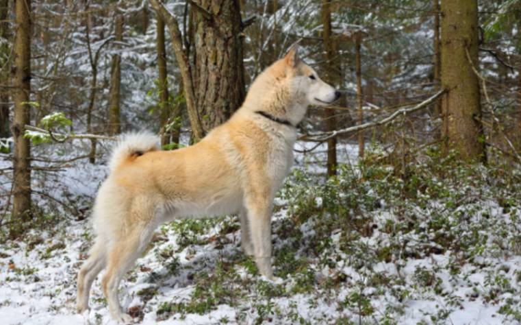 Wolf-Like Head, Eyes, Ears, and Tail