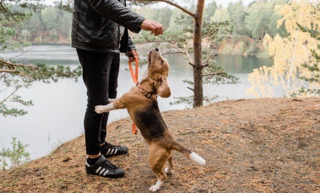 A Five-Minute Loose-Leash Training Routine