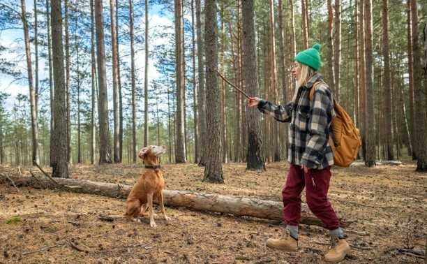 Basic Obedience Commands Every Dog Should Learn
