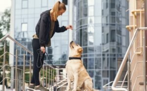 Beginner Leash Training Tips for Dogs That Build Better Walks