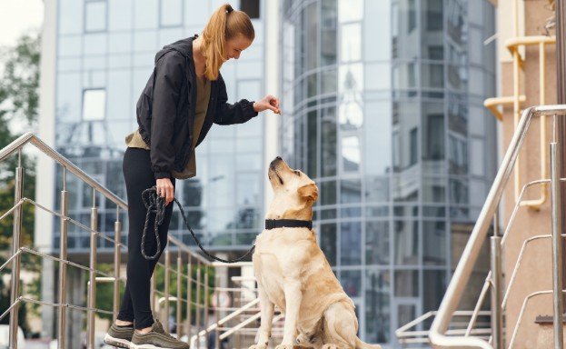 Beginner Leash Training Tips for Dogs That Build Better Walks