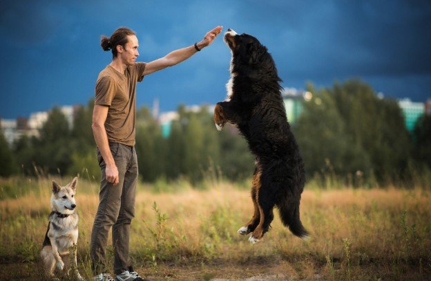 How to Stop a Dog From Jumping on Guests Without Shouting