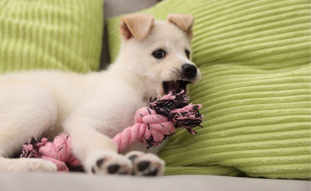 How to Stop a Puppy From Biting During Play