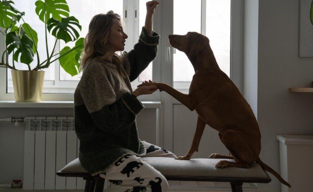 How to Teach a Dog to Stay Home Alone Without Stress