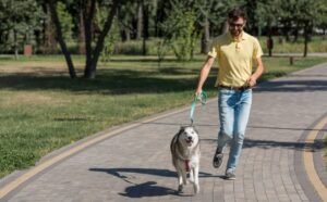 How to Train a Dog to Walk Without Pulling Fast