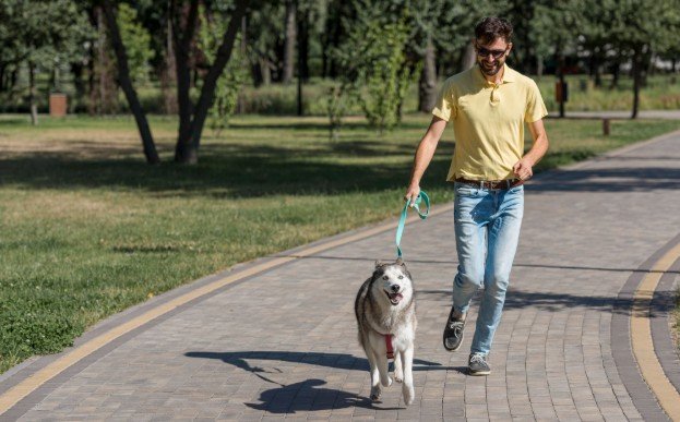 How to Train a Dog to Walk Without Pulling Fast