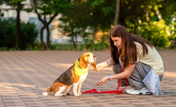 How to Train a Rescue Dog With Trust Issues
