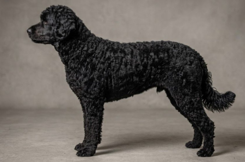 Portuguese Water Dog Height and Weight