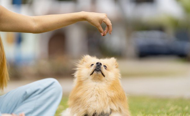 Positive Reinforcement Training for Stubborn Dogs
