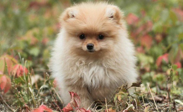 Puppy-Biting Mistakes to Avoid