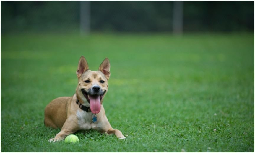 Carolina Dog Temperament and Personality Traits