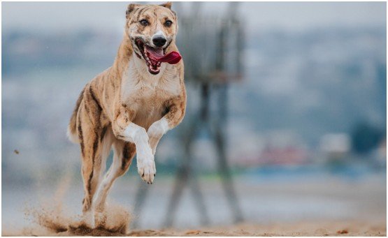 What Is a Carolina Dog’s Temperament Really Like?