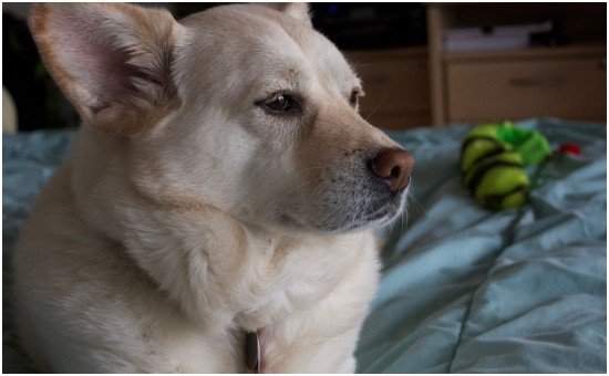 Core Carolina Dog Personality Traits