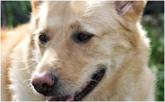 Why Carolina Dogs Bond Closely With Families