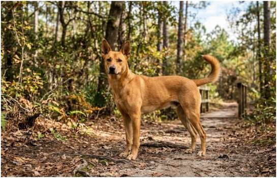 Can Carolina Dogs Live With Other Pets?