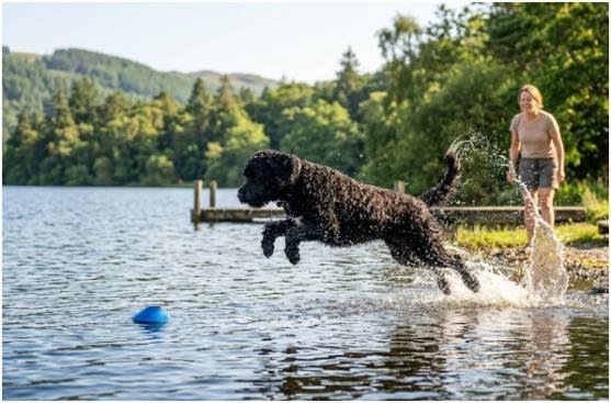 How I Would Train and Manage This Breed