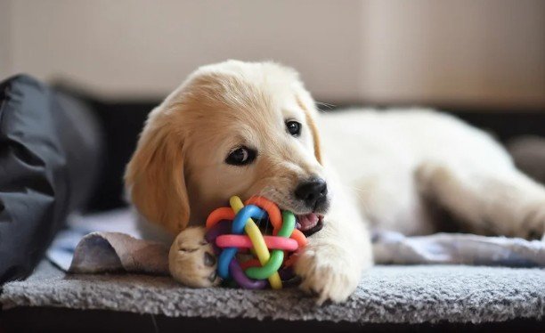 Should You Yelp When a Puppy Bites