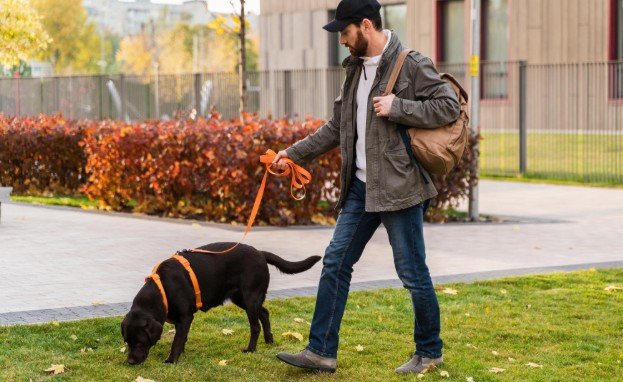 Step-by-Step Loose-Leash Training