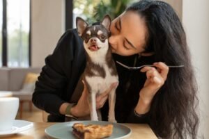 Best Sensitive-Stomach Dog Food for Chihuahuas