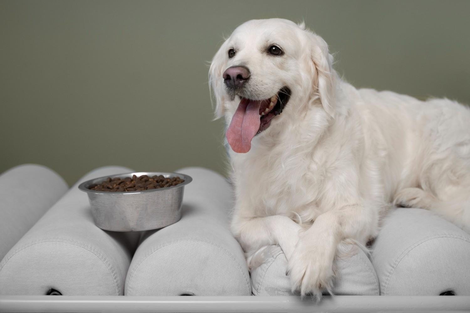 Can I Blend Chunky Wet Dog Food?