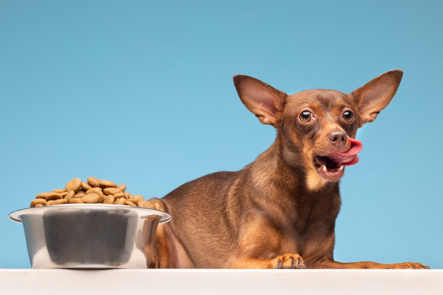Is Royal Canin Mature 8+ Loaf Easy to Eat?