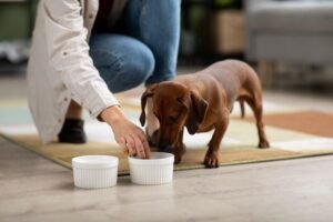 Dog Feeding Chart by Weight in Pounds