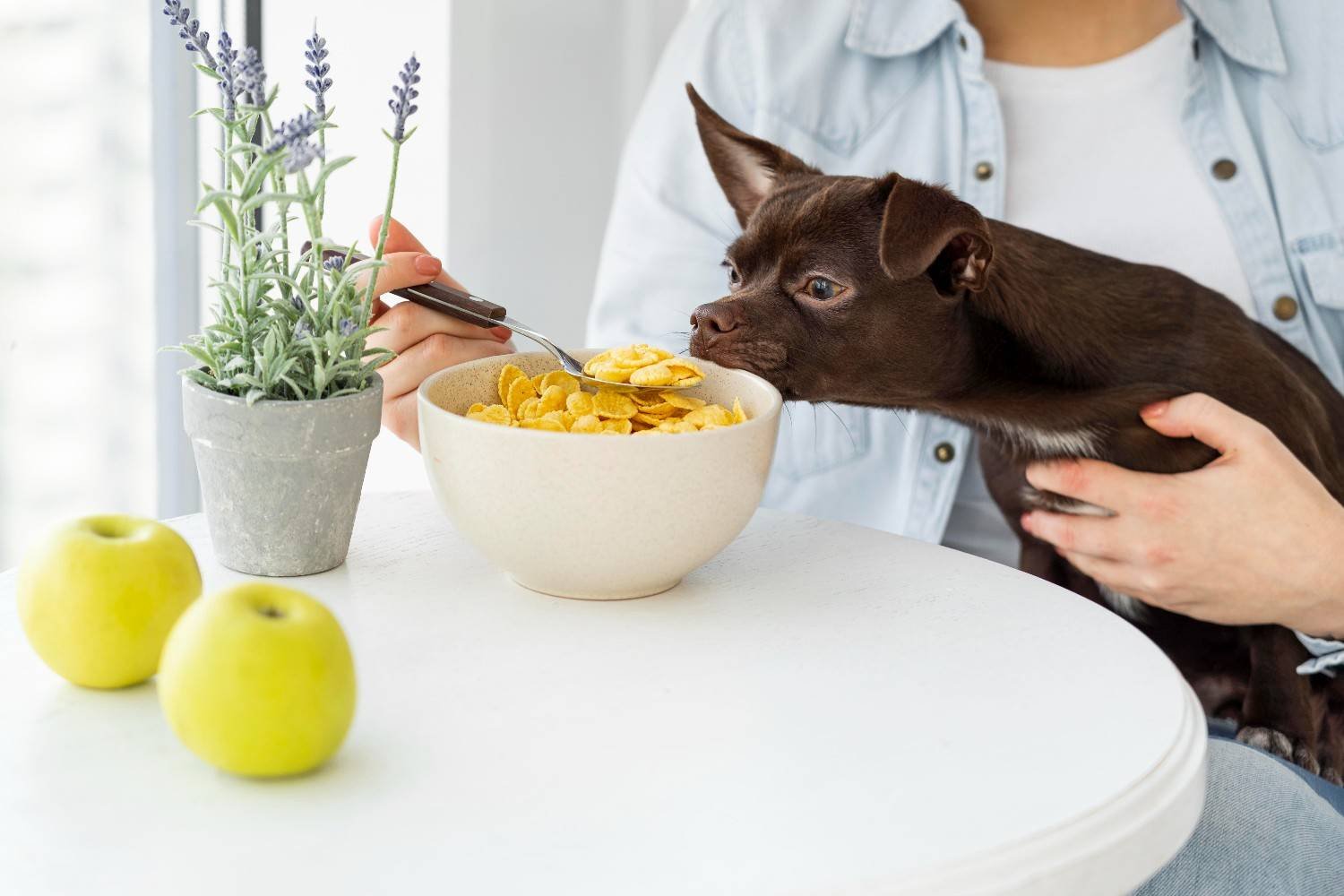 When Should You Ask a Veterinarian About Toppers?