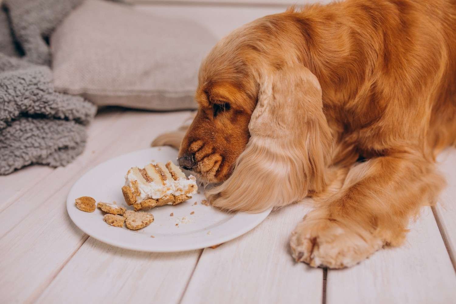 How Should I Serve Food to a Dog With No Teeth?