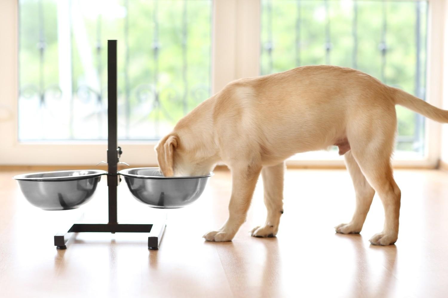 Should Active or Indoor Dogs Get Different Portions?