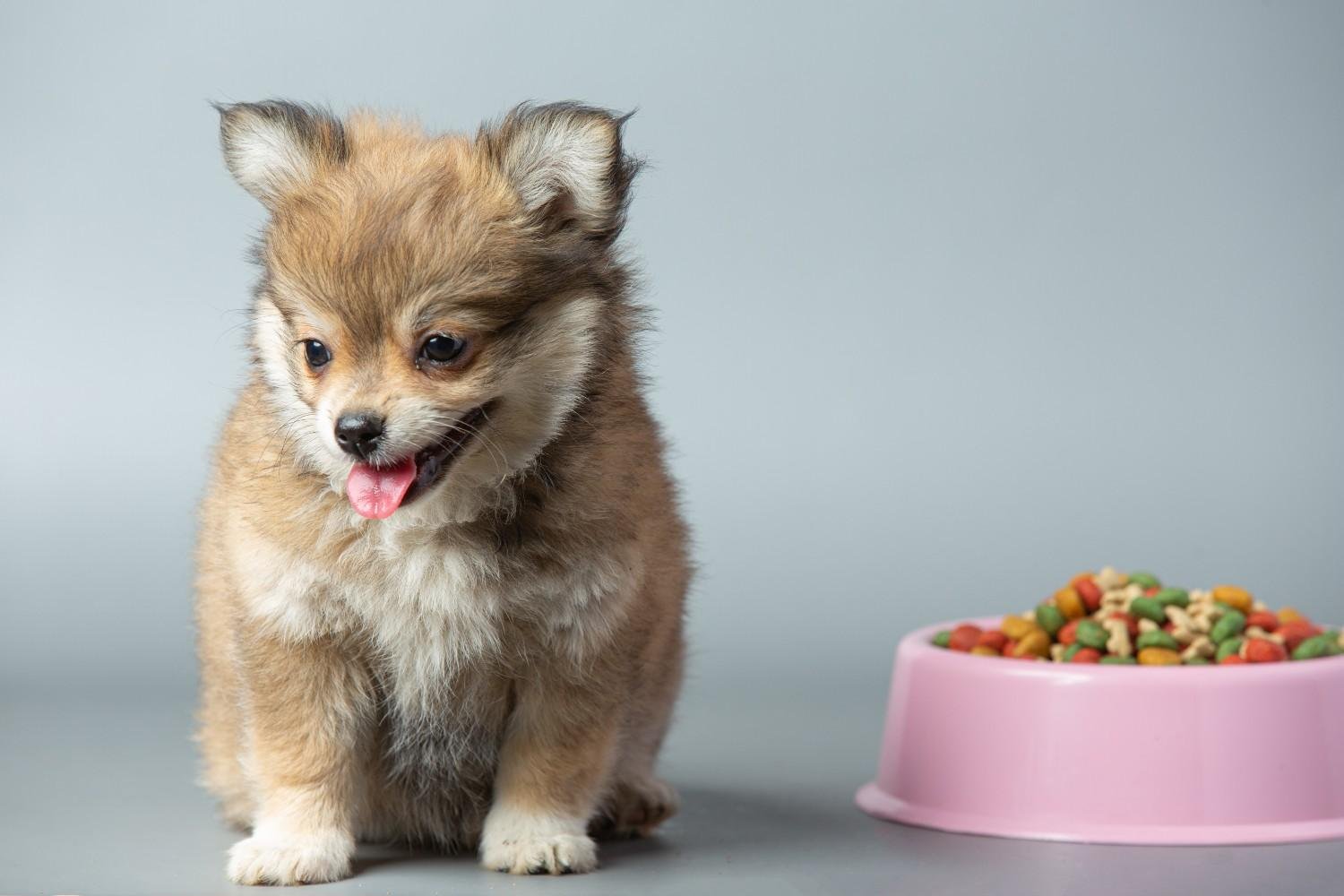 When Does a Chihuahua Need a Veterinarian?