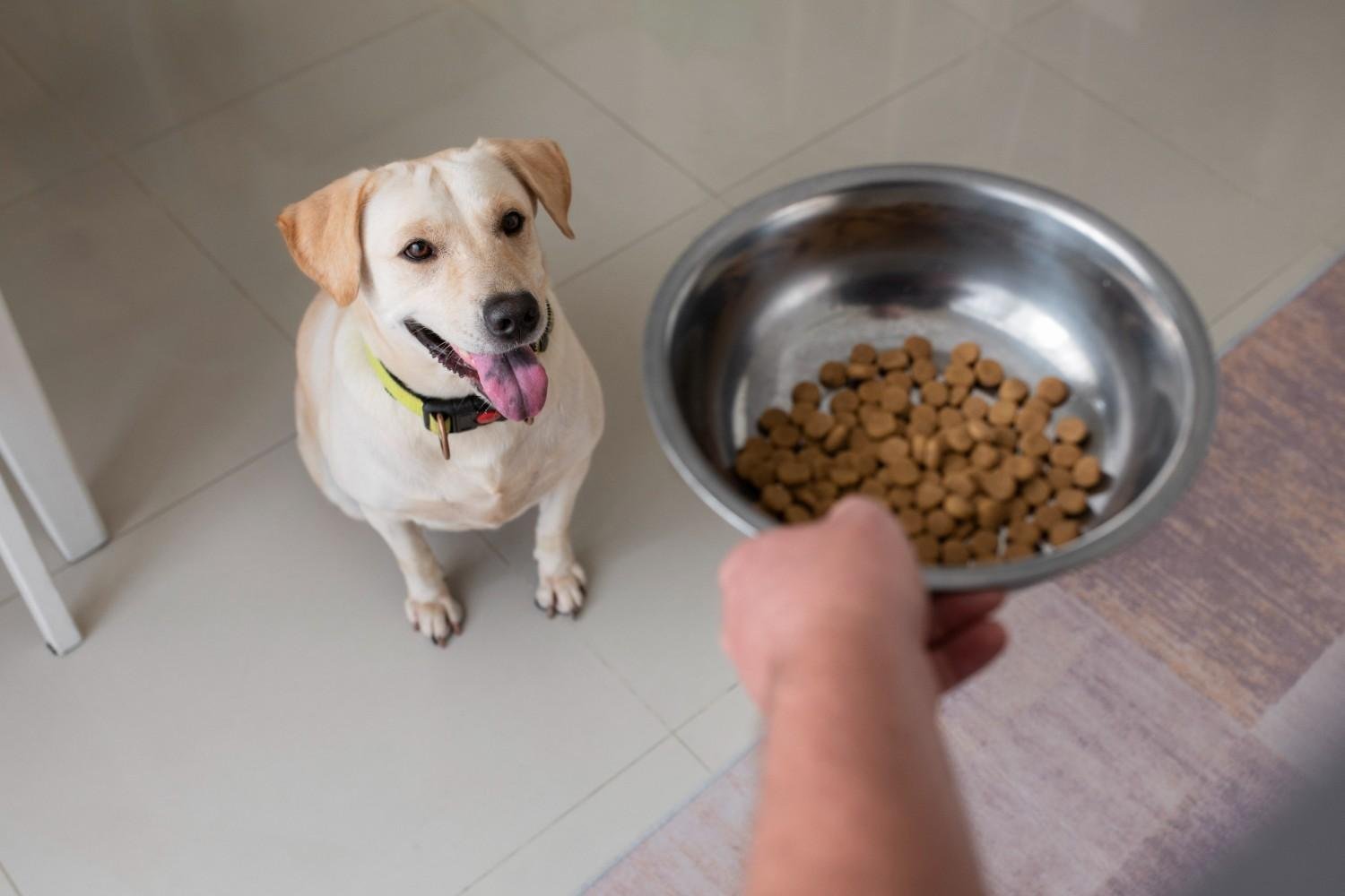 How Much Dry Food Should an Adult Dog Eat Daily?