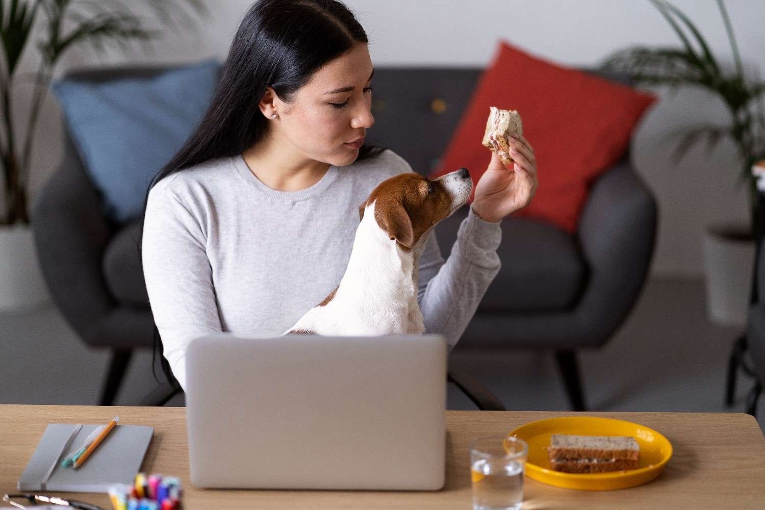 What Does Complete and Balanced Mean on Dog Food? The Label Claim Every Owner Should Understand 