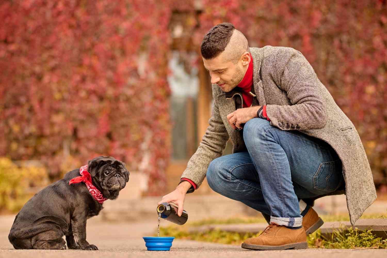 Best Dog Food for Pitbulls With Skin Allergies: Stop the Scratch Cycle