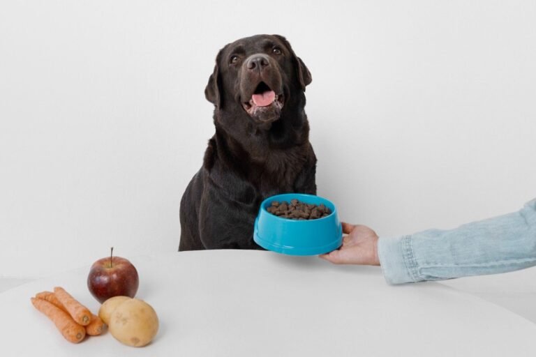 Best Dog Food for Senior Dogs With No Teeth