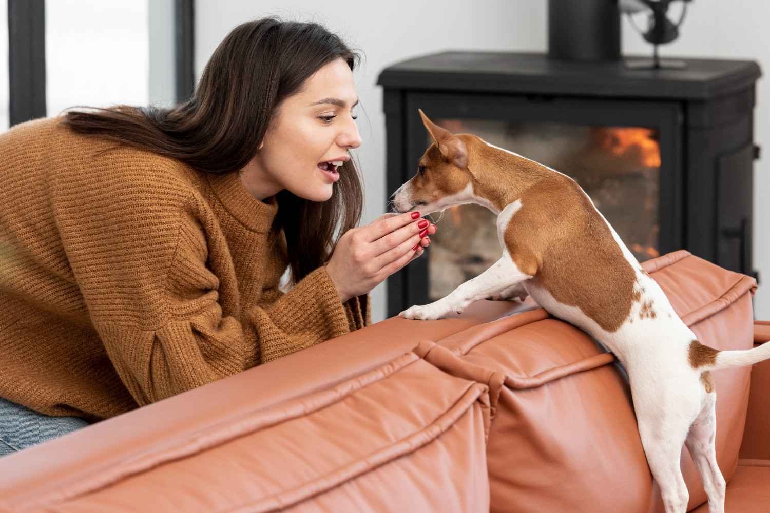 Is Wet or Dry Food Better for a Sensitive Chihuahua?